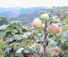 fig