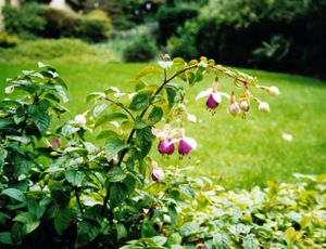 autumn flowers